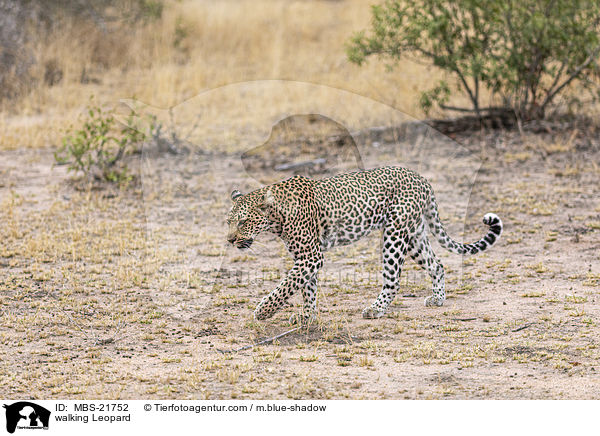 laufender Leopard / walking Leopard / MBS-21752