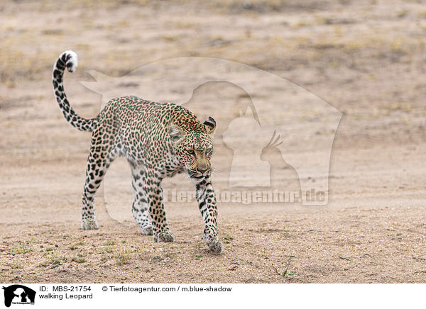 walking Leopard / MBS-21754