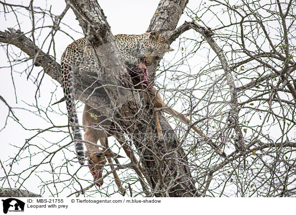 Leopard with prey / MBS-21755