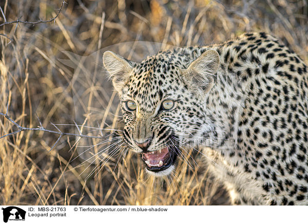 Leopard portrait / MBS-21763