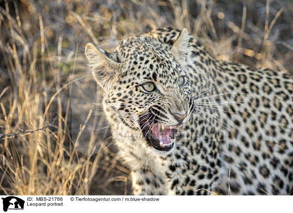 Leopard Portrait / Leopard portrait / MBS-21766