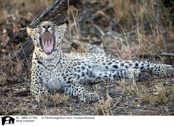 lying Leopard / MBS-21769