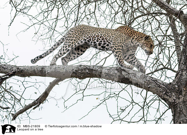 Leopard on a tree / MBS-21809