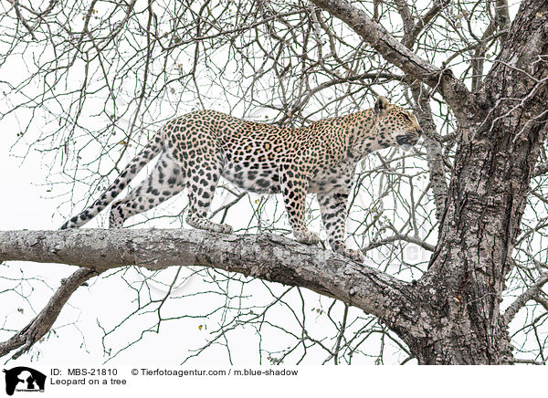 Leopard auf einem Baum / Leopard on a tree / MBS-21810