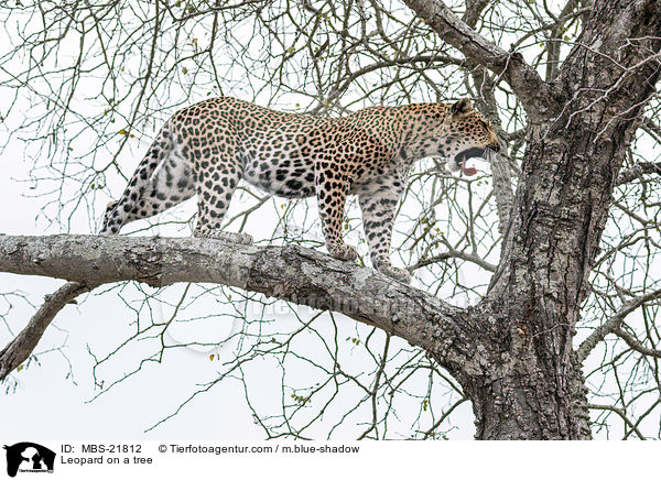 Leopard auf einem Baum / Leopard on a tree / MBS-21812