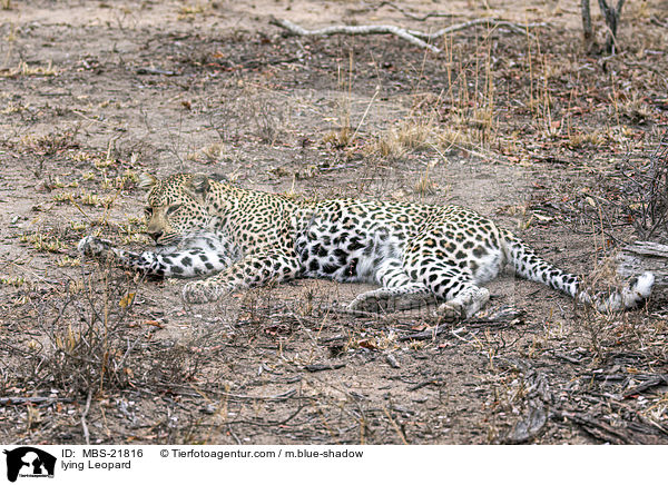 lying Leopard / MBS-21816