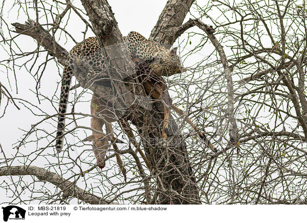 Leopard with prey / MBS-21819