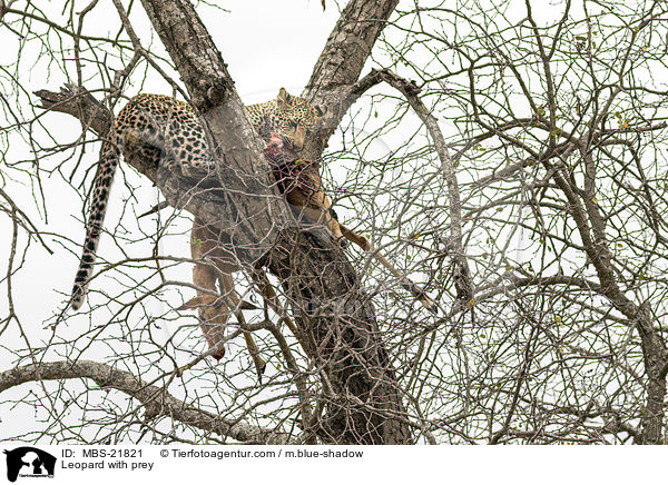 Leopard mit Beute / Leopard with prey / MBS-21821