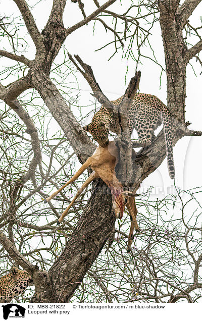 Leopard with prey / MBS-21822
