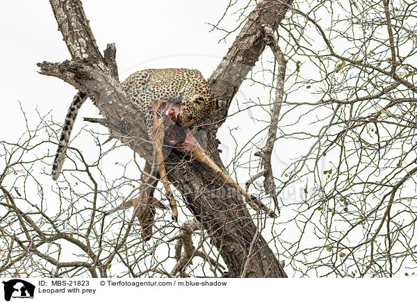 Leopard with prey / MBS-21823