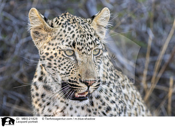 Leopard portrait / MBS-21828