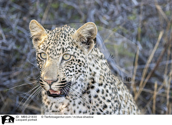 Leopard Portrait / Leopard portrait / MBS-21830