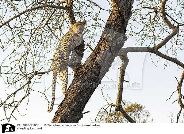 stehender Leopard / standing Leopard / MBS-21836
