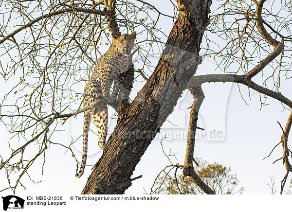 standing Leopard / MBS-21836