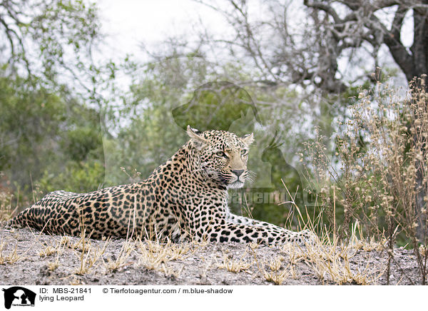 liegender Leopard / lying Leopard / MBS-21841