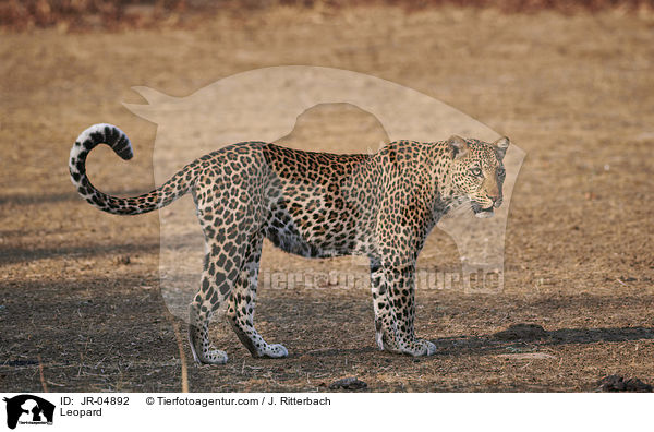 Leopard / Leopard / JR-04892