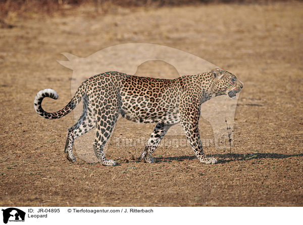 Leopard / Leopard / JR-04895