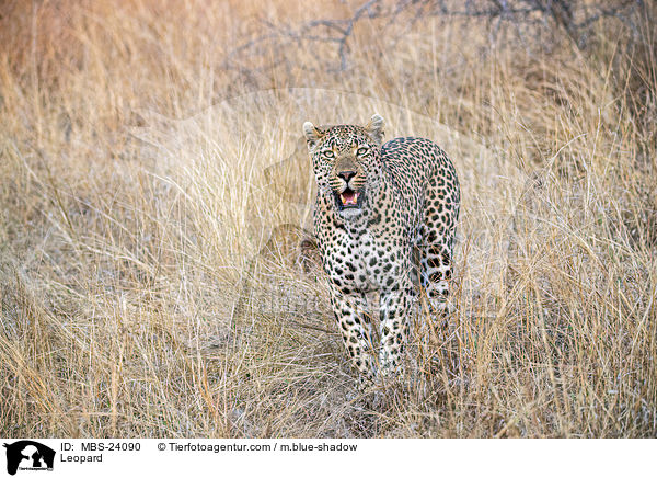 Sdafrikanischer Leopard / Leopard / MBS-24090