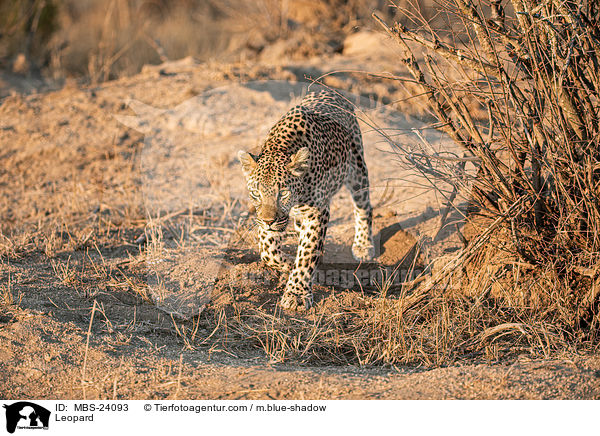 Sdafrikanischer Leopard / Leopard / MBS-24093