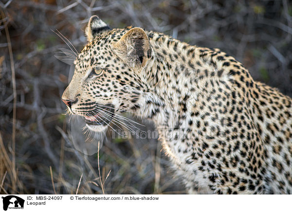 Sdafrikanischer Leopard / Leopard / MBS-24097