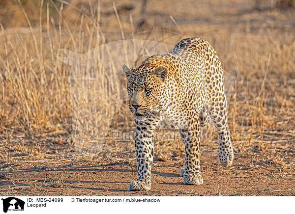 Sdafrikanischer Leopard / Leopard / MBS-24099