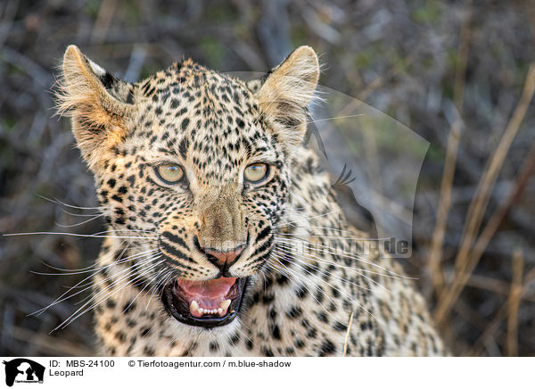 Sdafrikanischer Leopard / Leopard / MBS-24100