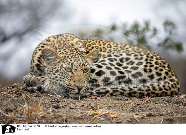 Leopard / Leopard / MBS-25079