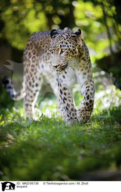 leopard / MAZ-06136
