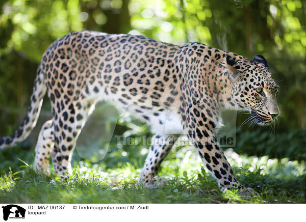Leopard / leopard / MAZ-06137
