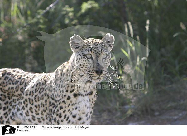 Leopard / JM-18140