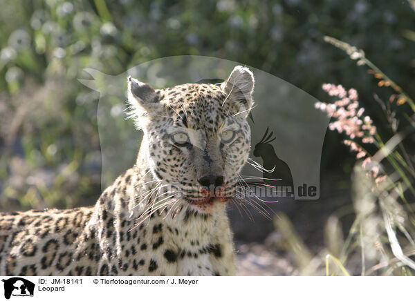 Leopard / JM-18141