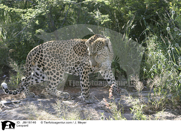 Leopard / Leopard / JM-18146