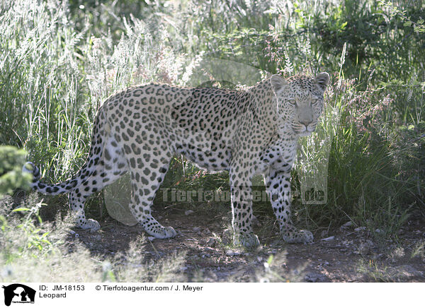 Leopard / Leopard / JM-18153