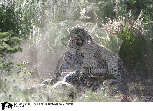 Leopard / Leopard / JM-18156