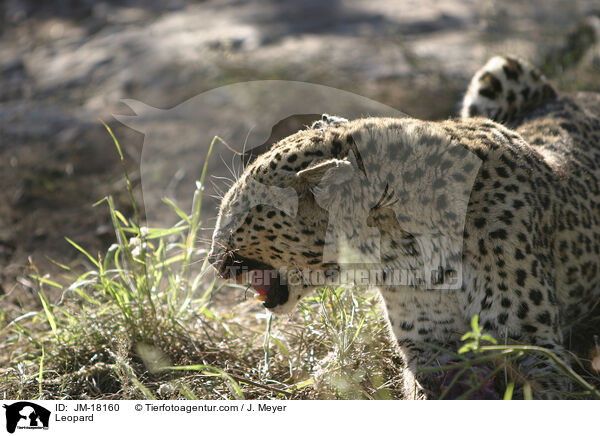 Leopard / Leopard / JM-18160