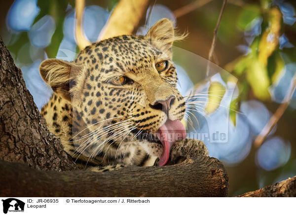 Leopard / Leopard / JR-06935