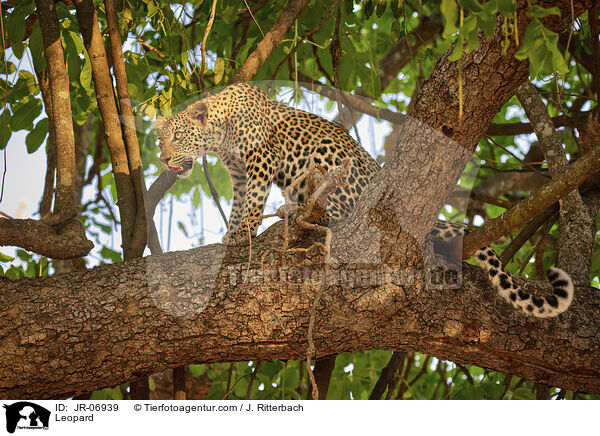 Leopard / Leopard / JR-06939