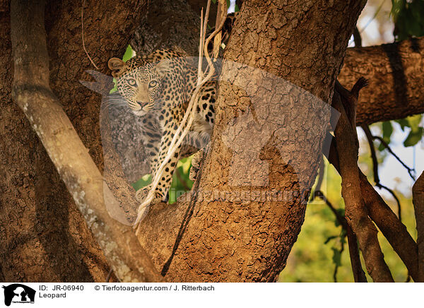 Leopard / Leopard / JR-06940