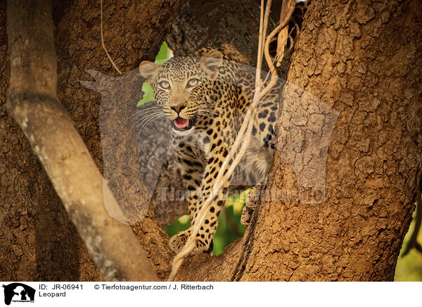 Leopard / Leopard / JR-06941
