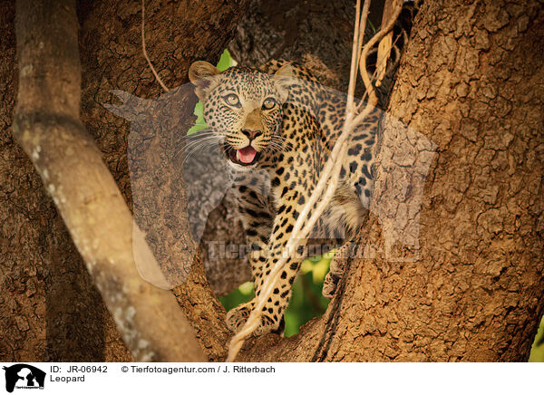 Leopard / Leopard / JR-06942
