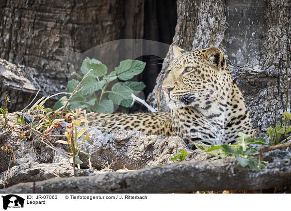 Leopard / Leopard / JR-07063