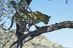 climbing leopard