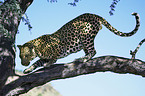 climbing leopard