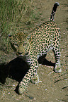 walking leopard