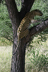 climbing leopard