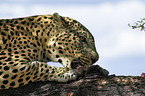 eating leopard