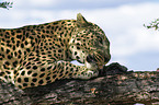 eating leopard