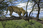 climbing leopard