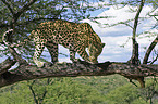 climbing leopard