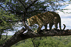 climbing leopard